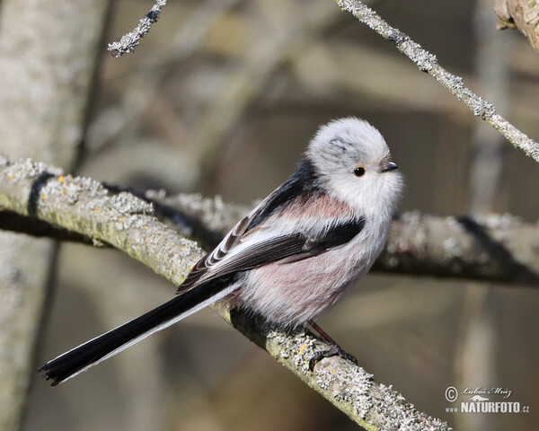 Swanzmeise (Aegithalos caudatus)