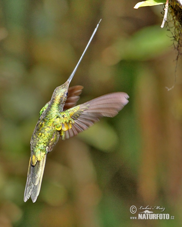 Sword-billed Hummingbird (Sword-billed Hummingbird)