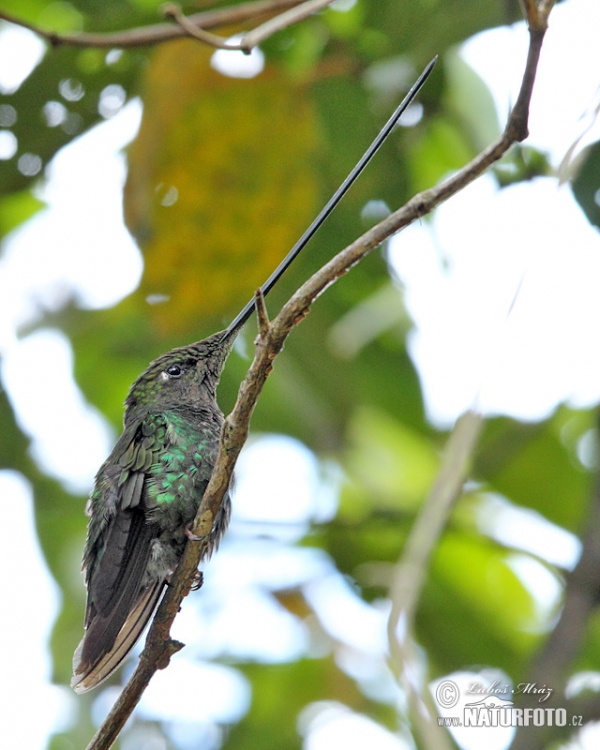 Sword-billed Hummingbird (Sword-billed Hummingbird)