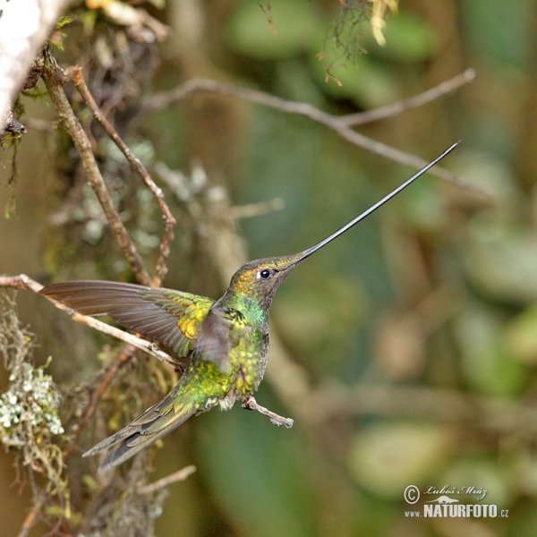 Sword-billed Hummingbird (Sword-billed Hummingbird)