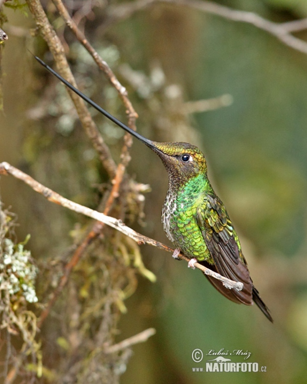 Sword-billed Hummingbird (Sword-billed Hummingbird)