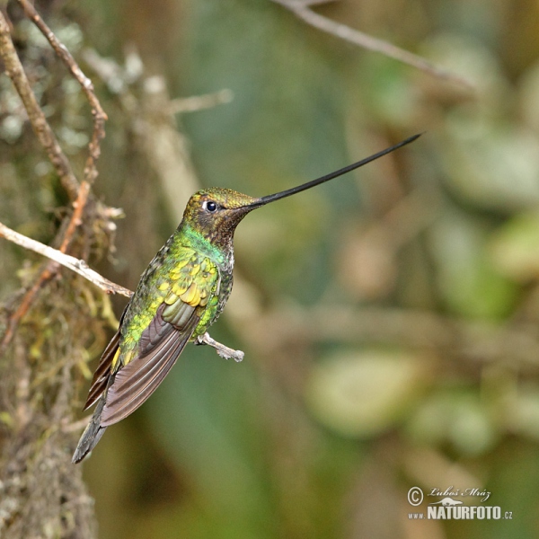 Sword-billed Hummingbird (Sword-billed Hummingbird)