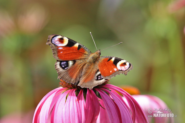 Tagpfauenauge (Inachis io)