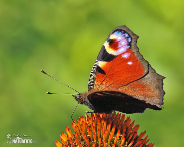 Tagpfauenauge (Inachis io)