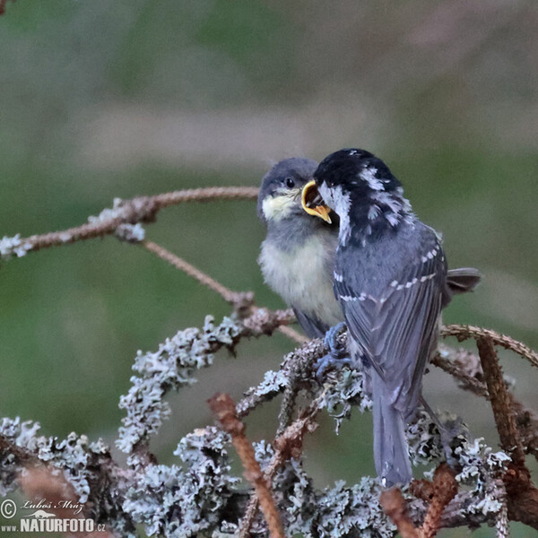 Tannenmeise (Periparus ater)