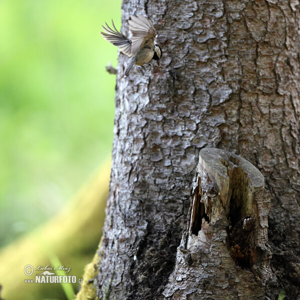 Tannenmeise (Periparus ater)