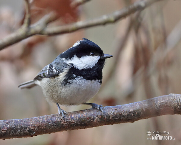 Tannenmeise (Periparus ater)