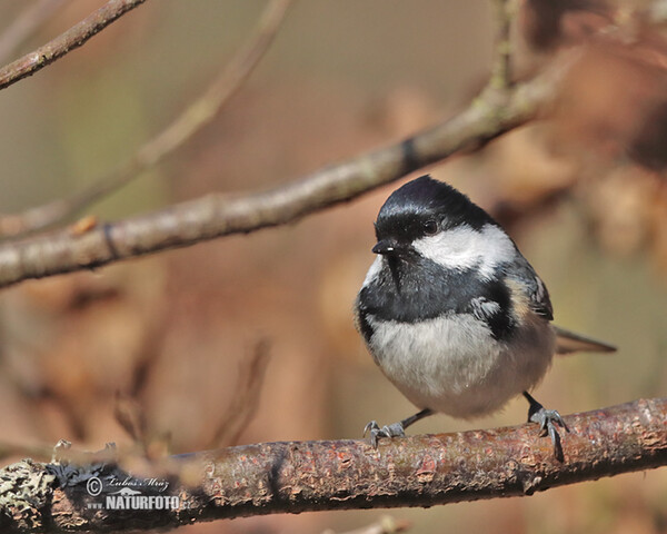 Tannenmeise (Periparus ater)