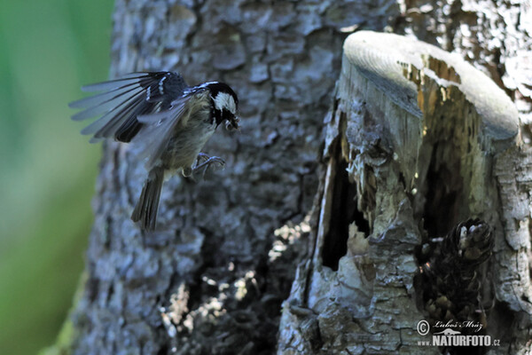 Tannenmeise (Periparus ater)