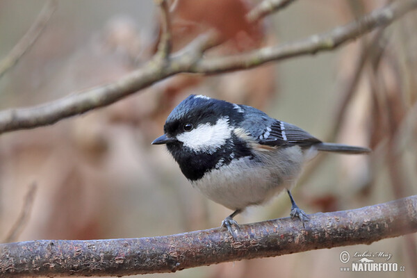 Tannenmeise (Periparus ater)