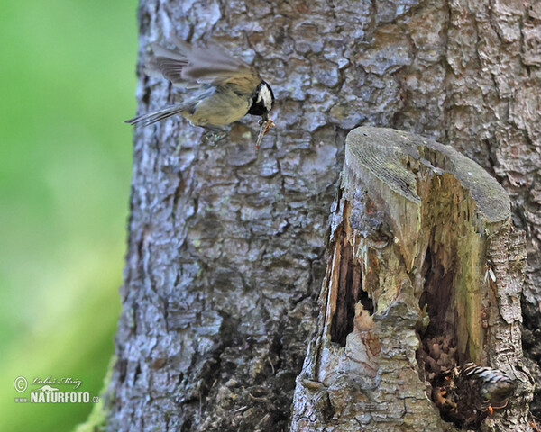 Tannenmeise (Periparus ater)