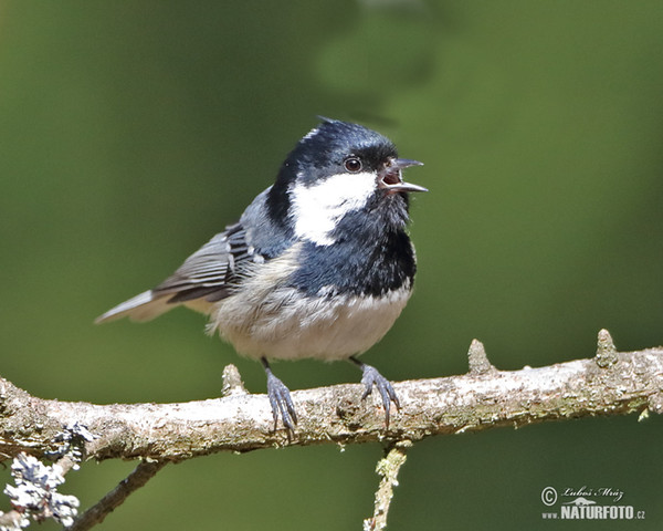 Tannenmeise (Periparus ater)