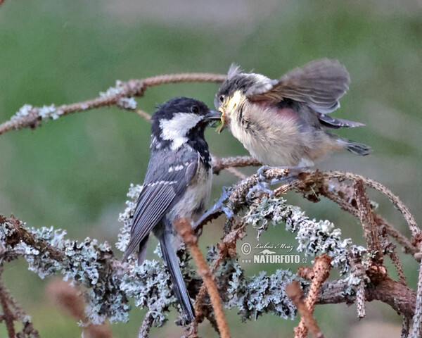 Tannenmeise (Periparus ater)