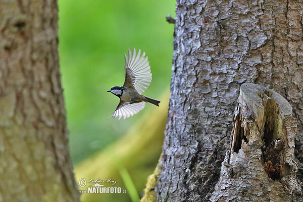Tannenmeise (Periparus ater)