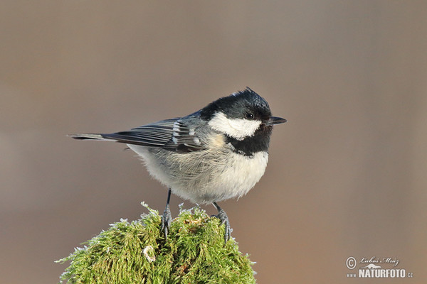 Tannenmeise (Periparus ater)