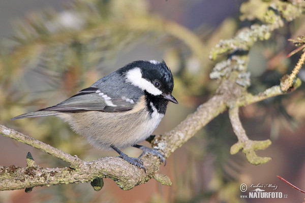 Tannenmeise (Periparus ater)