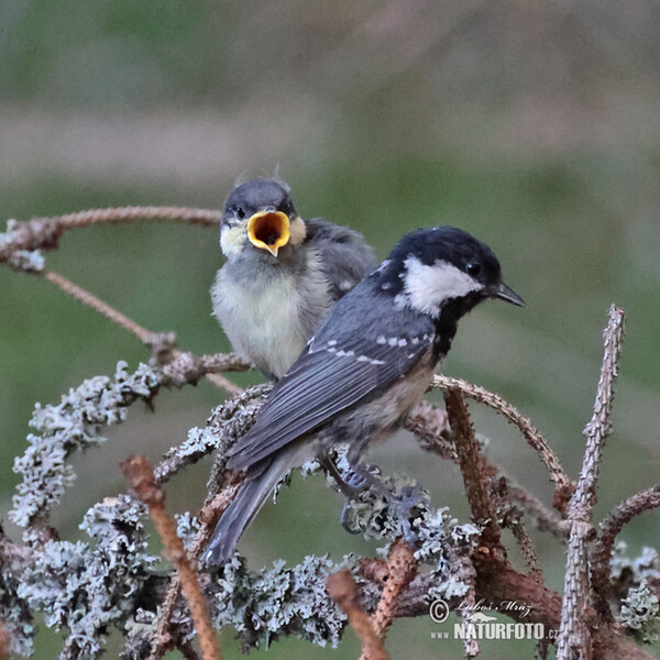 Tannenmeise (Periparus ater)