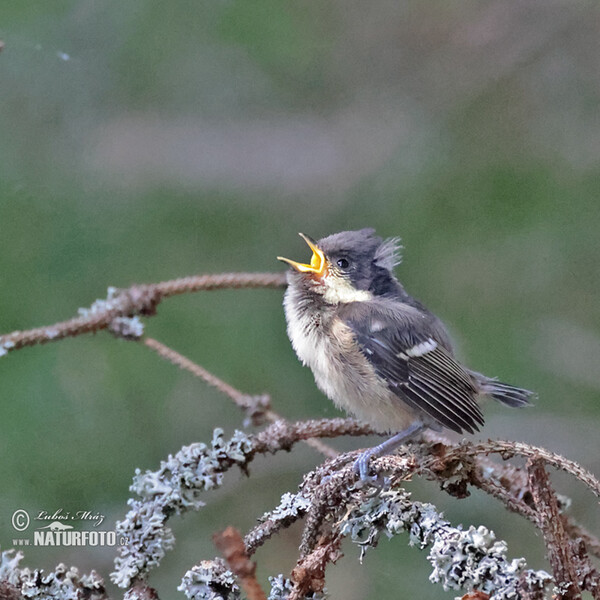 Tannenmeise (Periparus ater)