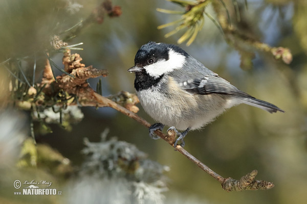 Tannenmeise (Periparus ater)