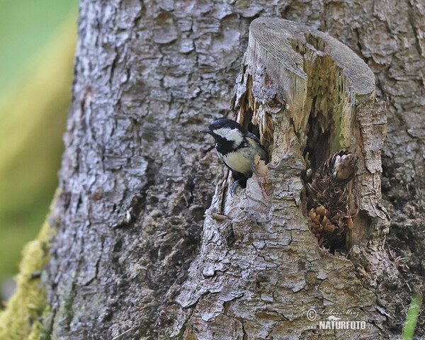 Tannenmeise (Periparus ater)