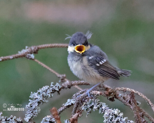 Tannenmeise (Periparus ater)