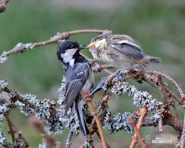 Tannenmeise (Periparus ater)