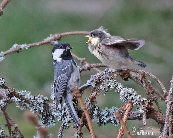 Tannenmeise (Periparus ater)