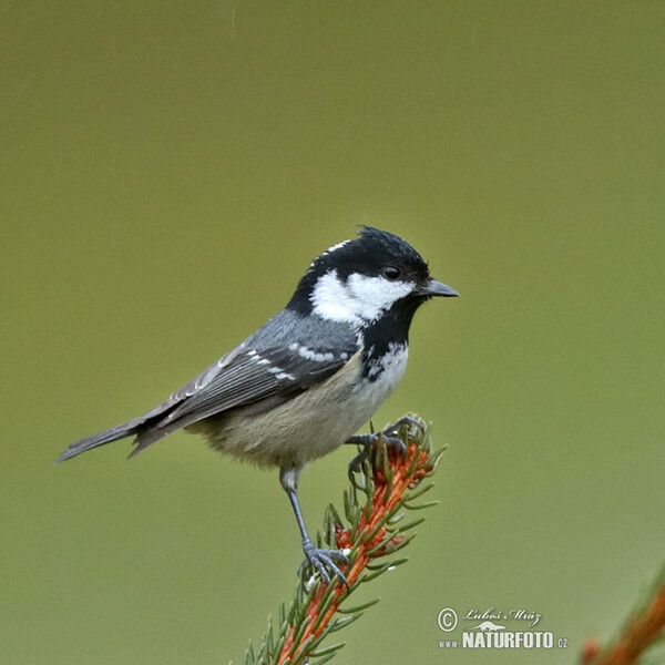 Tannenmeise (Periparus ater)