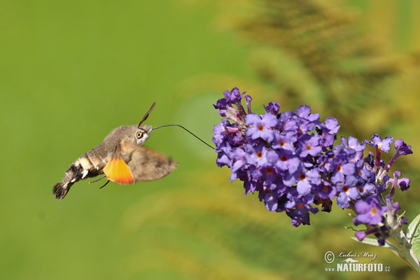 Taubenschwänzchen (Macroglossum stellatarum)