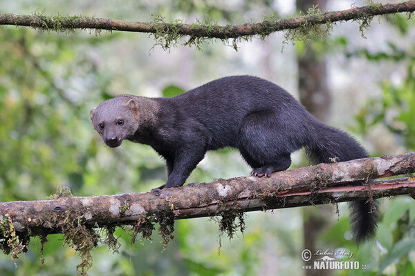 Tayra (Eira barbara)