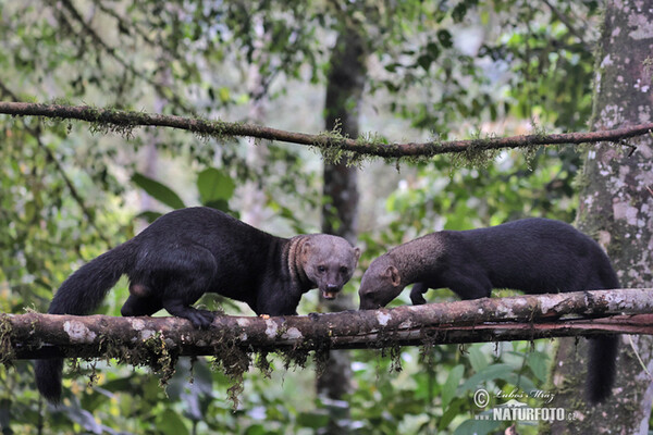 Tayra (Eira barbara)