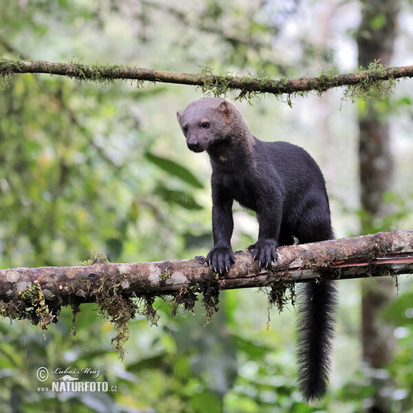 Tayra (Eira barbara)