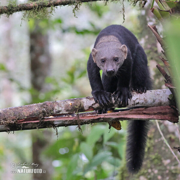 Tayra (Eira barbara)