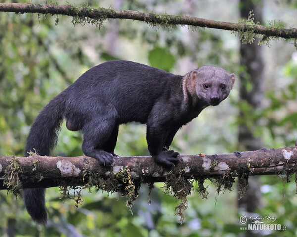 Tayra (Eira barbara)