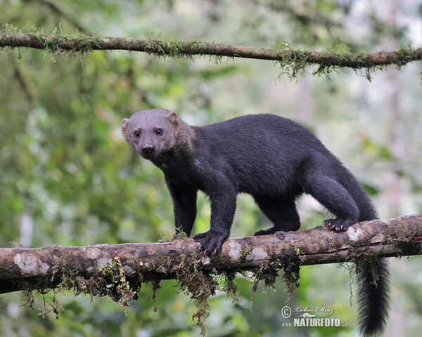 Tayra (Eira barbara)