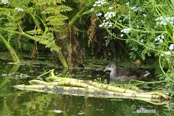 Teichhuhn (Gallinula chloropus)