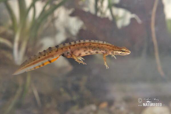 Teichmolch (Lissotriton vulgaris)