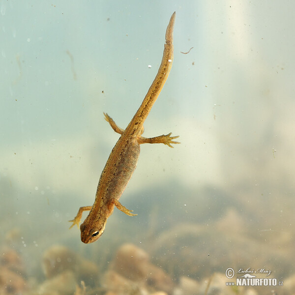 Teichmolch (Lissotriton vulgaris)