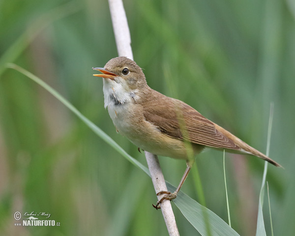 Teichrohrsänger (Acrocephalus scirpaceus)