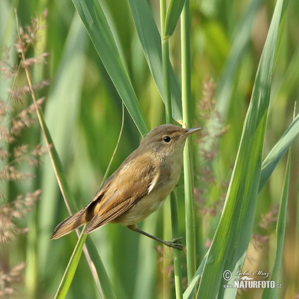 Teichrohrsänger (Acrocephalus scirpaceus)