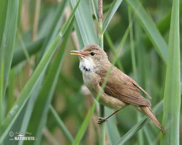 Teichrohrsänger (Acrocephalus scirpaceus)