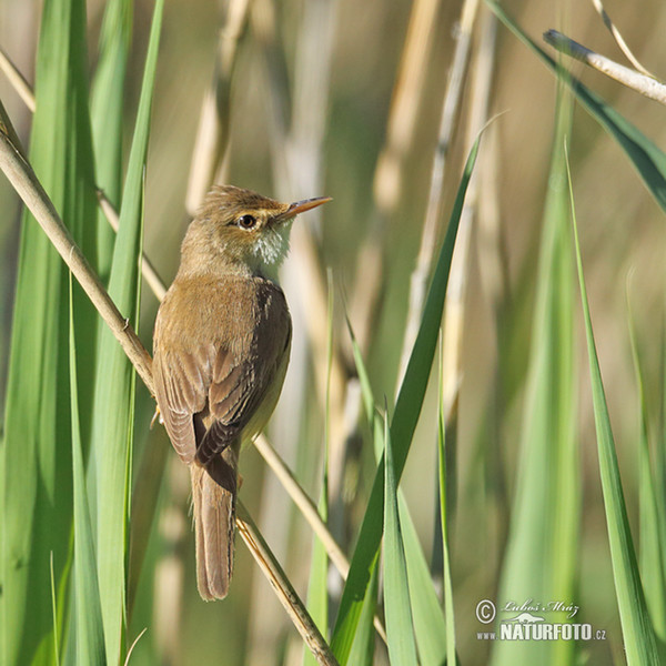 Teichrohrsänger (Acrocephalus scirpaceus)