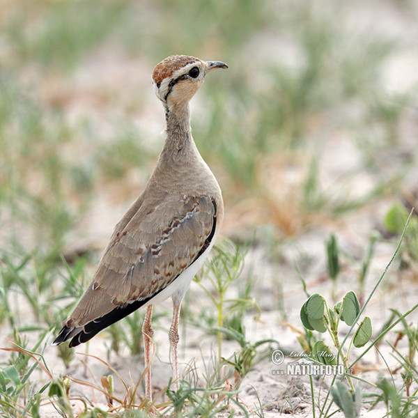 Temminckrennvogel (Cursorius temminckii)