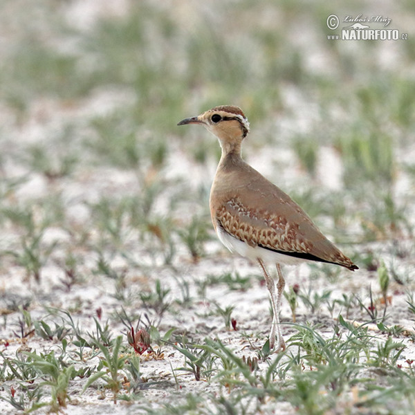 Temminckrennvogel (Cursorius temminckii)