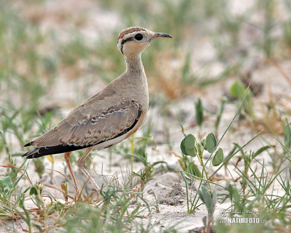 Temminckrennvogel (Cursorius temminckii)