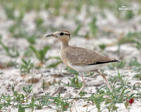 Temminckrennvogel (Cursorius temminckii)