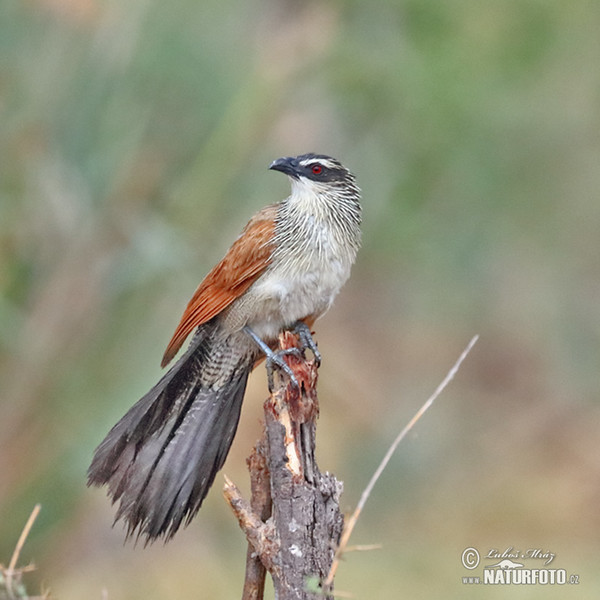 Tiputip (Centropus burchelli)