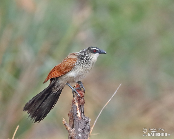 Tiputip (Centropus burchelli)