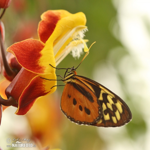 Tithorea harmonia (Tithorea harmonia)