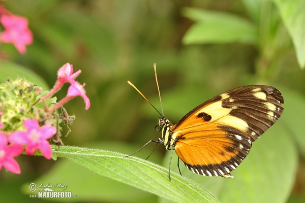 Tithorea harmonia (Tithorea harmonia)